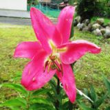 カサブランカ