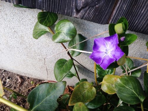 花I
