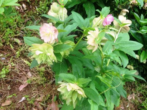 クリスマスローズ