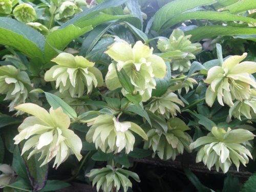 クリスマスローズ