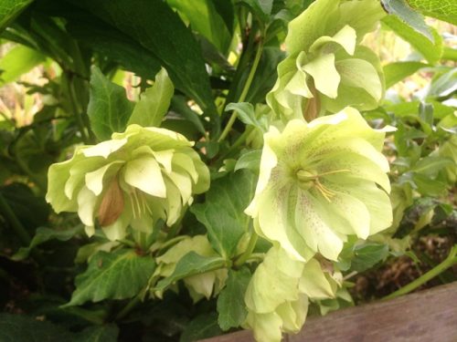 クリスマスローズ