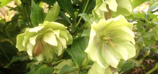 クリスマスローズ