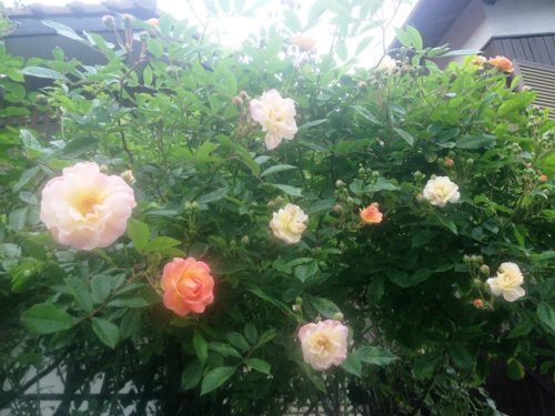 バラ達