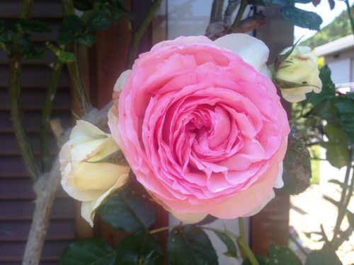 イングリッシュ