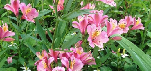 アリストロメリア