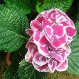 紫陽花