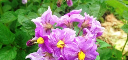 デストロイヤーの花