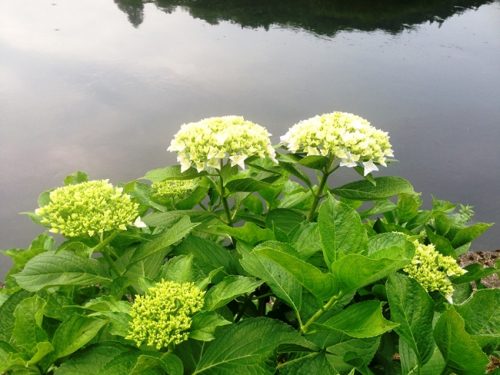 川辺の紫陽花