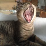 あくび