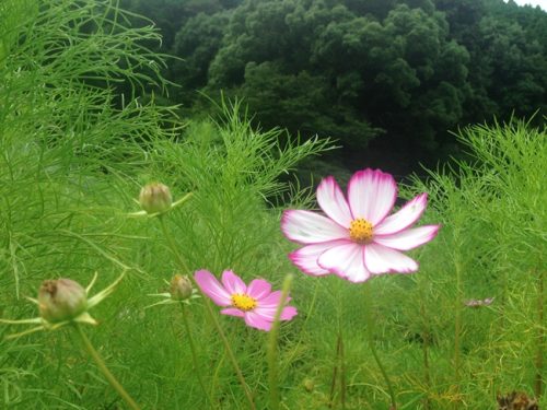 コスモスが