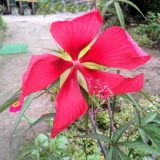 紅葉葵