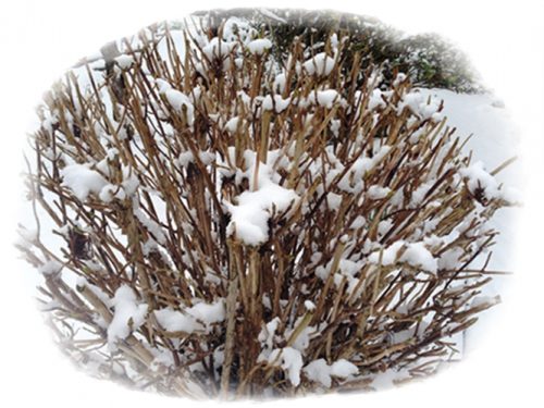 枯れ木も賑わい