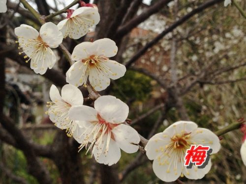 梅