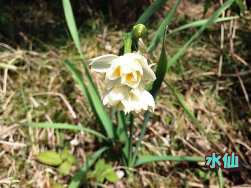 水仙