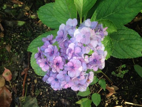 紫陽花も
