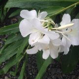 みょうがの花