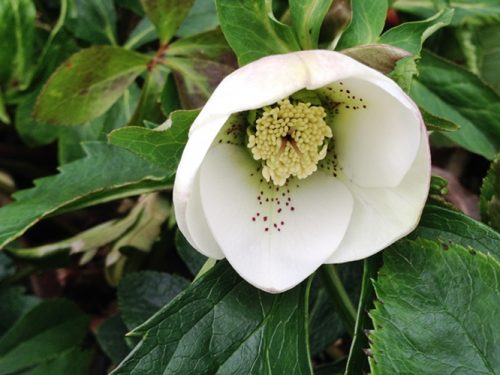 クリスマスローズ 1