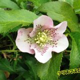 ｸﾘｽﾏｽﾛｰｽﾞ