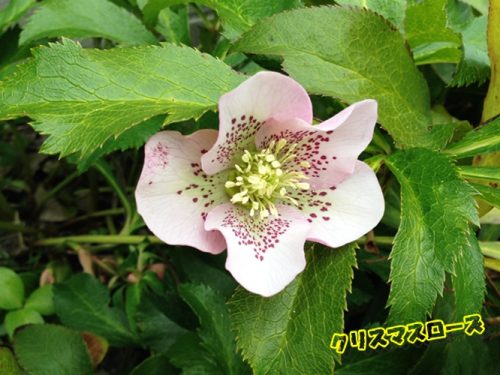 クリスマスローズ