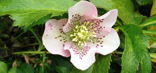 クリスマスローズ