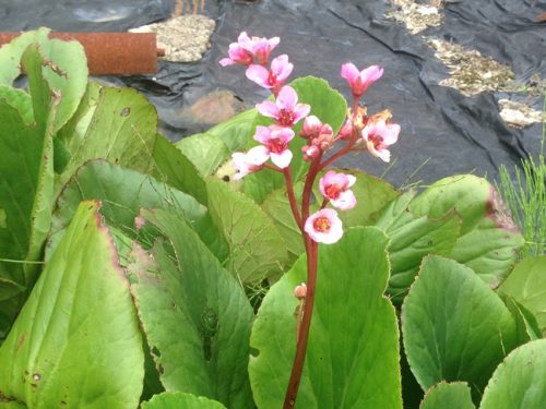 ヒマラヤユキノシタ