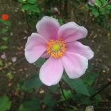 秋明菊