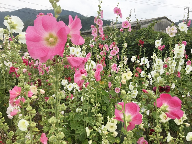 葵の花 花の散歩道