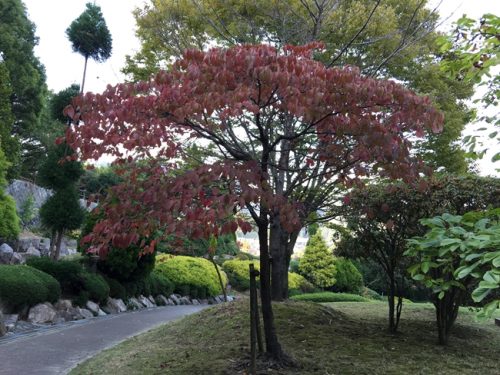 紅葉