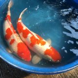 錦鯉