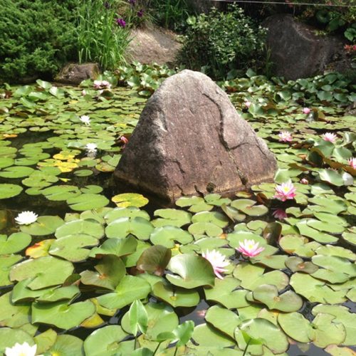 庭園のすいれん