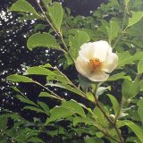 夏椿