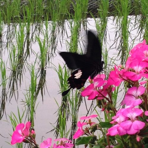 花と蝶