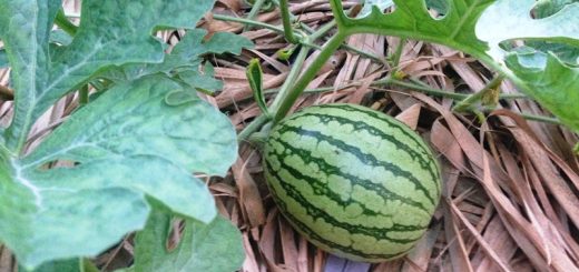 大玉スイカ