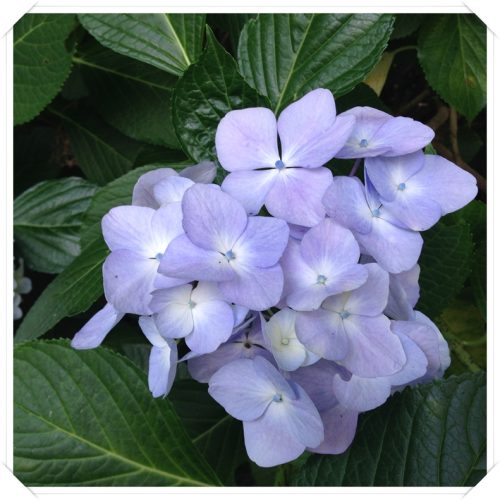 紫陽花