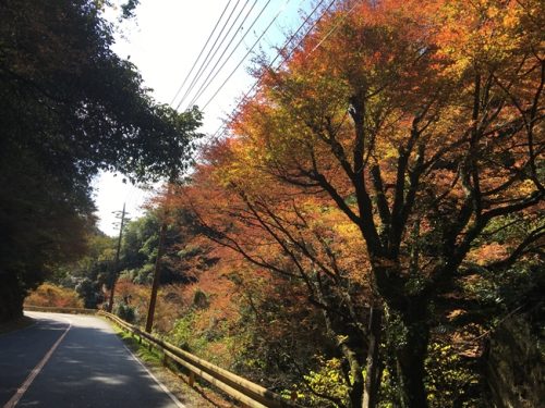 紅葉ロード