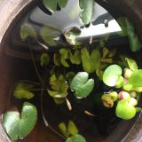 めだか
