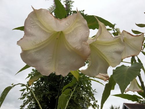 ﾄﾗﾝﾍﾟｯﾄﾂﾘｰ