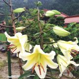 カサブランカ