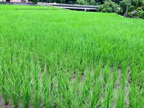 水田の稲