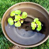 ほてい草