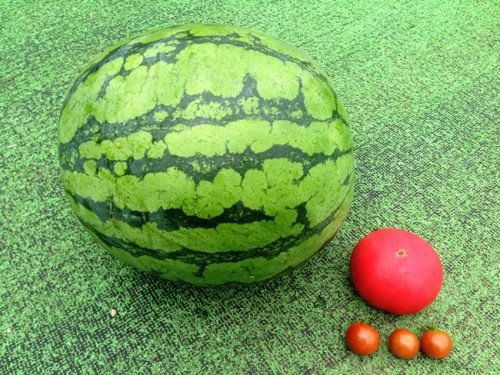 大玉スイカ