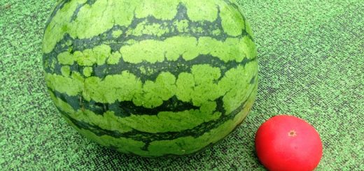 大玉スイカ