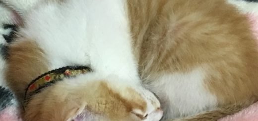 レオ君
