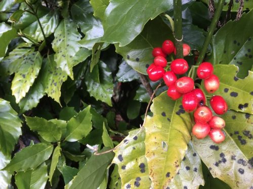 赤い実