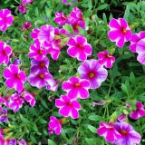 花達