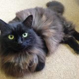 猫ちゃん
