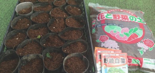 秋野菜
