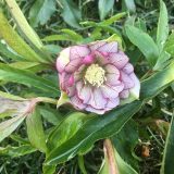 クリスマスローズ