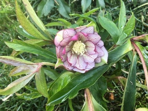 クリスマスローズ