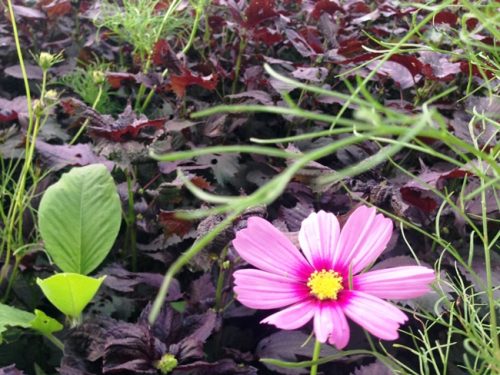 コスモス